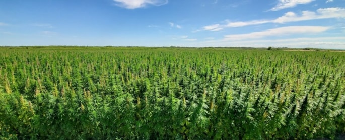 Hemp crop under blue sky